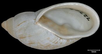 Media type: image;   Malacology 72768 Aspect: apertural
